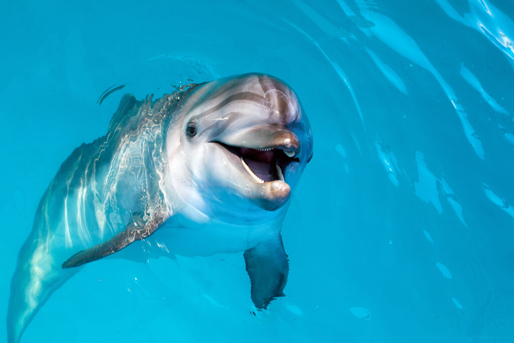 Dolphin portrait while looking at you with open mouth